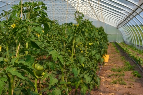 Полив рассады помидоров